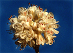 Ben Lomond buckwheat inflorescence