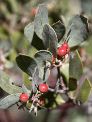 silverleaf manzanita fruits