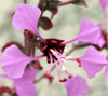 elegant claria (Clarkia unguiculata) 