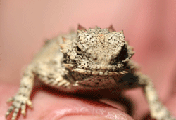 coast horned lizard