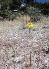 Santa Cruz wallflower amidst Ben Lomond spineflowers