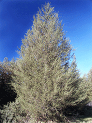 Santa Cruz cypress