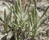 dense, light hairs on everlasting seedling