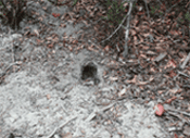 Santa Cruz kangaroo rat burrow
