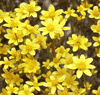 goldfields (Lasthenia californica)