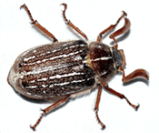 Mount Hermon June beetle