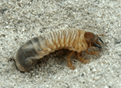 Polyphylla sp. larva, possibly that of Mount Hermon June beetle