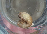 Mount Hermon June beetle larva