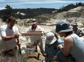 Researchers and their helpers search for Mount Hermon June Beetle grubs where the matins occurred
