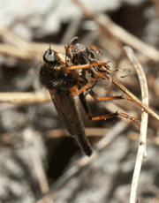 undescribed Sandhills robber fly