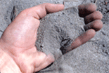 Zayante sand soil