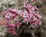 Ben Lomond spineflower inflorescence