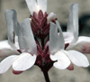 white chinese houses (Collinsia bartsiifolia)