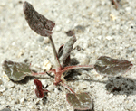 Ben Lomond buckwheat seedling