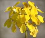 Santa Cruz wallflower inflorescence