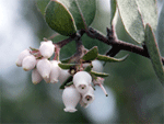 silverleaf manzanita flowers