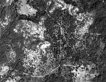 Sandhills of the Bonny Doon Ecological Reserve in 1943