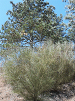 Exotic brooms from the Mediterranean region invade sand parkland