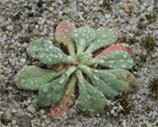 waxy leaves of pussy paws seedling