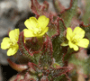 miniature sun cup (Camissonia micrantha)