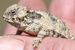 coast horned lizard