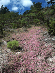 Ben Lomond spineflower patch in sand chaparral gap