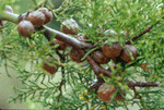 Santa Cruz cypress cones