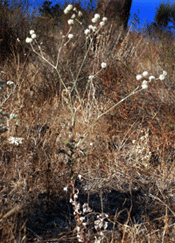 Ben Lomond buckwheat