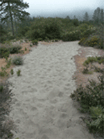 Equestrian trails denude Sandhills habitat