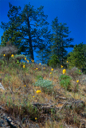 Santa Cruz wallflower patch in sand parkland