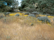 Euopean annual grasses compete with native Sandhills wildflowers in sand parkland