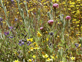 Sandhills wildflowers