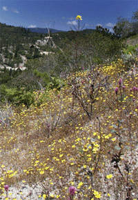 Sand parkland in spring