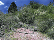 Santa Cruz kangaroo rat habitat