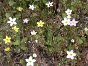 multi-color flower morph of Linanthus parviflorus