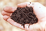 Felton sandy loam soil