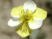 Typicaly yellow and white flower morph of Meconella linearis