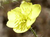 Yellow flower morph of Meconella linearis found in just one Sandhills site