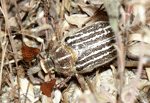 Mount Hermon June Beetle