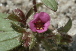 Santa Cruz monkeyflower