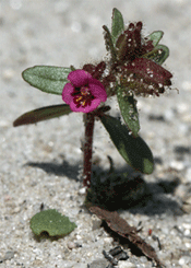 Santa Cruz monkeyflower