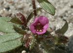 Santa Cruz monkeyflower