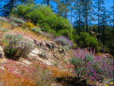 The Sandhills in spring