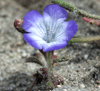 Douglas' phacelia (Phacelia douglasii)