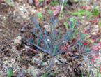 Colorful foliage of hybrid poppy in Sandhills