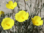 Sandhills poppies with yellow flowers