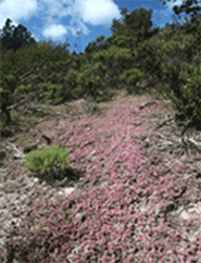 sand chaparral canopy gap