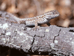 western fence lizard