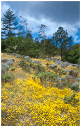 sand parkland in flower