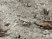 Zayante band-winged grasshopper-well camoflauged